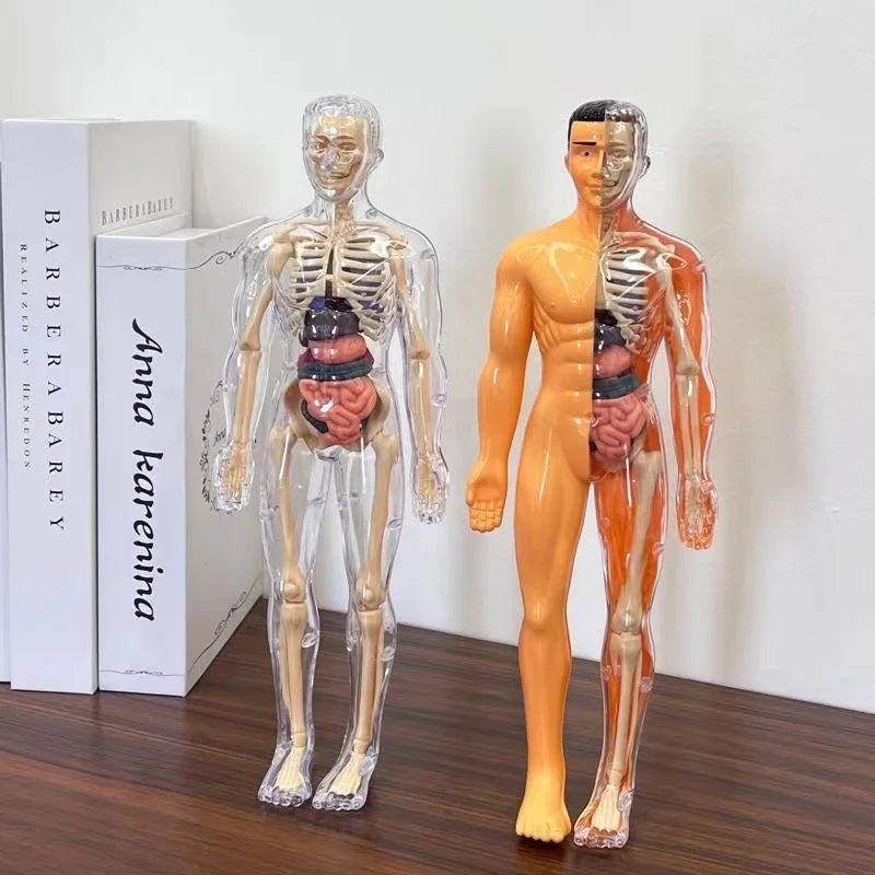 Body Learning Tools Children's Cognitive Toy Human Anatomy Model Mannequin Skeleton Organ 3D Puzzle Montessori Kid Education Toy