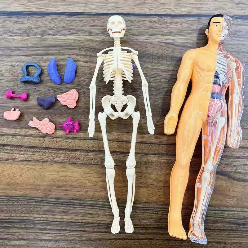 Body Learning Tools Children's Cognitive Toy Human Anatomy Model Mannequin Skeleton Organ 3D Puzzle Montessori Kid Education Toy