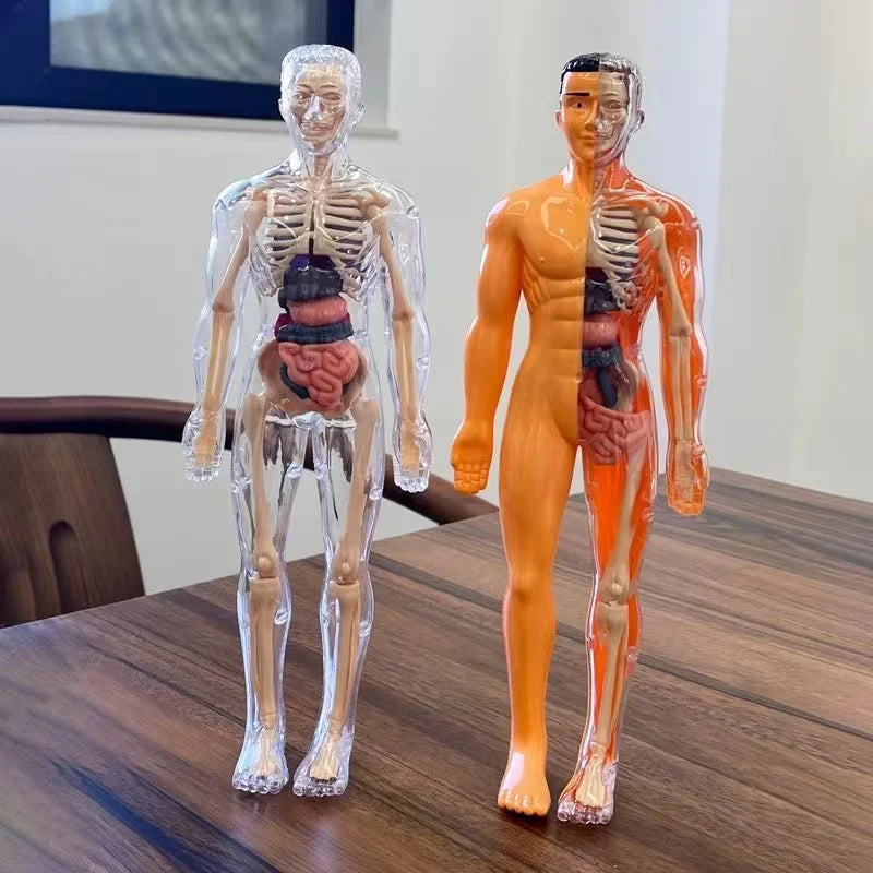 Body Learning Tools Children's Cognitive Toy Human Anatomy Model Mannequin Skeleton Organ 3D Puzzle Montessori Kid Education Toy