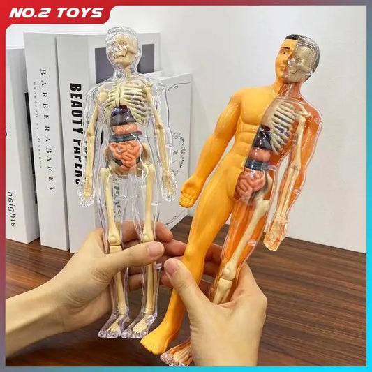 Body Learning Tools Children's Cognitive Toy Human Anatomy Model Mannequin Skeleton Organ 3D Puzzle Montessori Kid Education Toy
