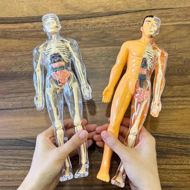 Body Learning Tools Children's Cognitive Toy Human Anatomy Model Mannequin Skeleton Organ 3D Puzzle Montessori Kid Education Toy