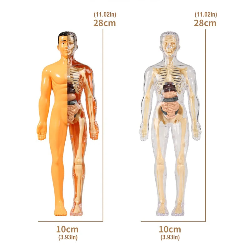 Body Learning Tools Children's Cognitive Toy Human Anatomy Model Mannequin Skeleton Organ 3D Puzzle Montessori Kid Education Toy