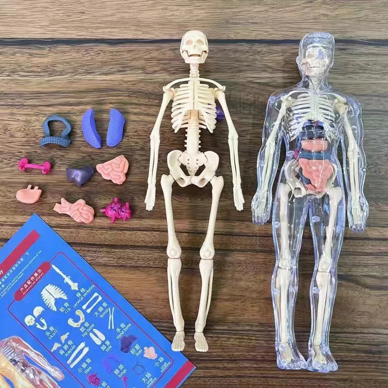 Body Learning Tools Children's Cognitive Toy Human Anatomy Model Mannequin Skeleton Organ 3D Puzzle Montessori Kid Education Toy
